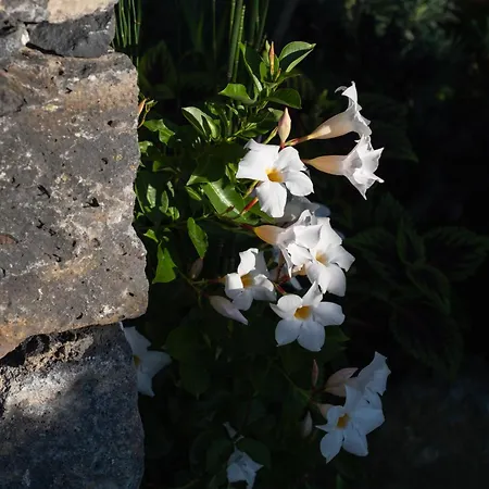 Quinta Dos Peixes Falantes Séjour à la ferme *
